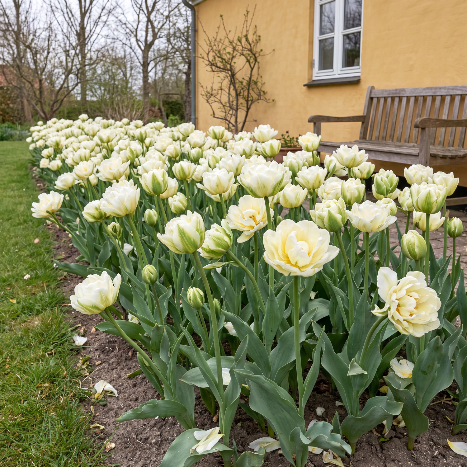 Tulipan 'Exotic Emperor'